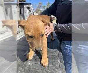 American Pit Bull Terrier-Unknown Mix Dogs for adoption in Conroe, TX, USA