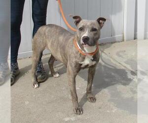 American Pit Bull Terrier Dogs for adoption in Louisville, KY, USA