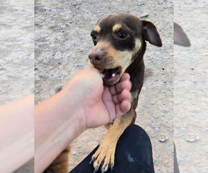 Doxie-Pin Dogs for adoption in Peralta, NM, USA
