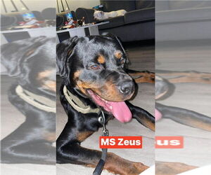 Rottweiler Dogs for adoption in Foristell, MO, USA