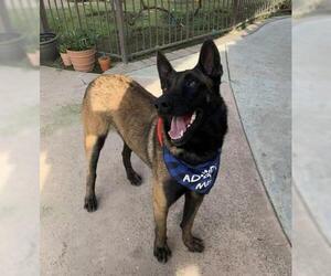 Mutt Dogs for adoption in Bakersfield, CA, USA