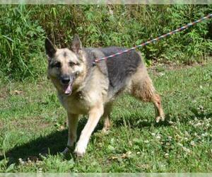 German Shepherd Dog Dogs for adoption in Silver Spring, MD, USA