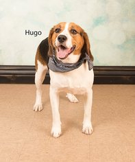 Beagle Dogs for adoption in Waynesboro, PA, USA