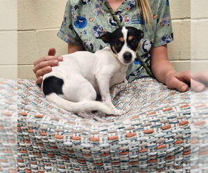 Rat Terrier Dogs for adoption in Denver, CO, USA