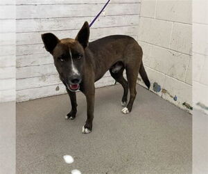 Mutt Dogs for adoption in San Bernardino, CA, USA