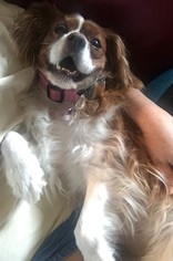 Cavalier King Charles Spaniel Dogs for adoption in Charlotte, NC, USA