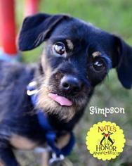 Medium Photo #1 Australian Terrier-Unknown Mix Puppy For Sale in Bradenton, FL, USA