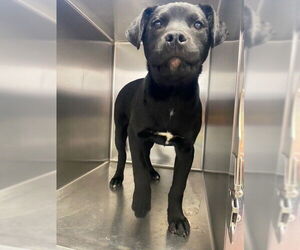 Labrador Retriever Dogs for adoption in Fayetteville, NC, USA