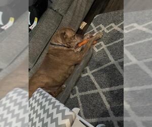 Golden Retriever-Unknown Mix Dogs for adoption in San Antonio, TX, USA