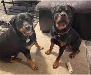Rottweiler Dogs for adoption in Lee's Summit, MO, USA