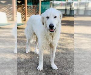 Great Pyrenees Dogs for adoption in Seal Beach, CA, USA
