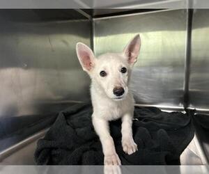 Siberian Husky-Unknown Mix Dogs for adoption in Grand Prairie, TX, USA