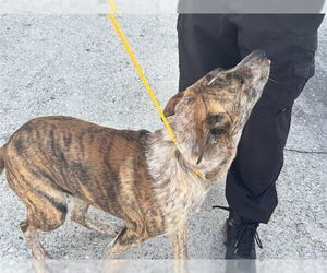 Labrador Retriever-Unknown Mix Dogs for adoption in Houston, TX, USA