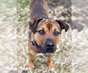 American Pit Bull Terrier-Unknown Mix Dogs for adoption in Gloversville, NY, USA