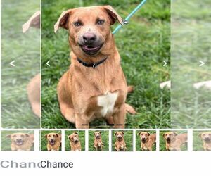 Retriever -Unknown Mix Dogs for adoption in Martinsburg, WV, USA