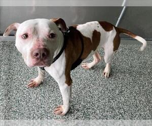 American Pit Bull Terrier Dogs for adoption in Salisbury, NC, USA