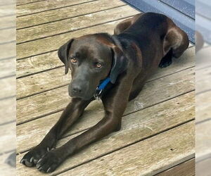 Boxador Dogs for adoption in Minneapolis, MN, USA