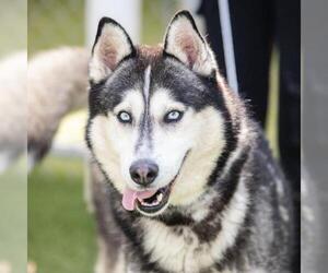 Siberian Husky Dogs for adoption in Camarillo, CA, USA