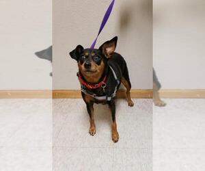 Miniature Pinscher Dogs for adoption in Fargo, ND, USA