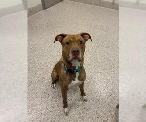 Mutt Dogs for adoption in Brighton, CO, USA