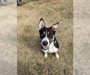 Siberian Husky-Unknown Mix Dogs for adoption in Temple, TX, USA