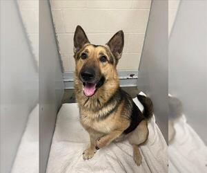 German Shepherd Dog-Unknown Mix Dogs for adoption in Conroe, TX, USA