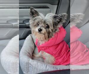 Chihuahua-Unknown Mix Dogs for adoption in Holly Springs, NC, USA