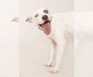 American Pit Bull Terrier-Unknown Mix Dogs for adoption in Ogden, UT, USA