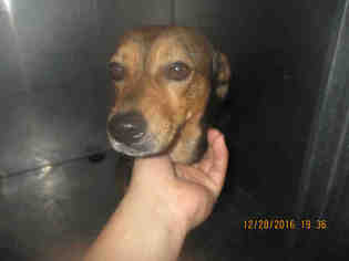 Medium Photo #1 Beagle-Unknown Mix Puppy For Sale in Corpus Christi, TX, USA