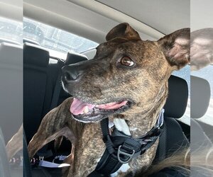 American Pit Bull Terrier-Mountain Cur Mix Dogs for adoption in Chandler, AZ, USA