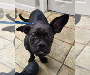 Boxerhuahua Dogs for adoption in Dumont, NJ, USA