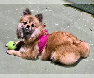 Pomeranian Dogs for adoption in Agoura Hills, CA, USA