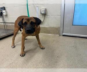 Puggle Dogs for adoption in Grand Prairie, TX, USA