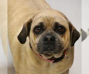 Pug Dogs for adoption in Riverwoods, IL, USA