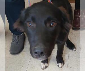 Border Collie-Unknown Mix Dogs for adoption in Lodi, CA, USA