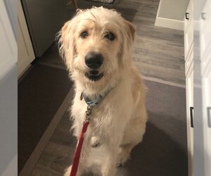 Goldendoodle Dogs for adoption in Fargo, ND, USA