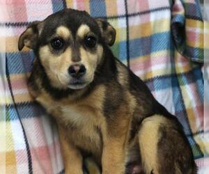 Mutt Dogs for adoption in Thief River Falls, MN, USA