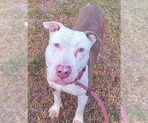 American Staffordshire Terrier Dogs for adoption in Fort Lauderdale, FL, USA