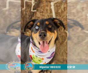 Collie-Unknown Mix Dogs for adoption in Mobile, AL, USA