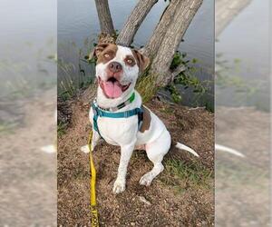 American Pit Bull Terrier Dogs for adoption in Brighton, CO, USA