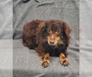 Australian Shepherd Dogs for adoption in Lake City, MI, USA