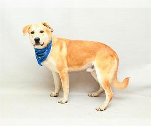 Shepradors Dogs for adoption in Sanford, FL, USA