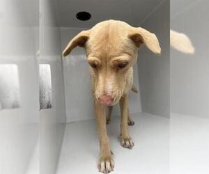 Labrador Retriever Dogs for adoption in Houston, TX, USA