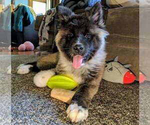 Akita Dogs for adoption in Belleuve, NE, USA