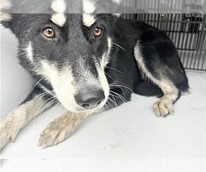 Siberian Husky Dogs for adoption in Houston, TX, USA