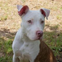American Pit Bull Terrier-Unknown Mix Dogs for adoption in Lebanon, TN, USA