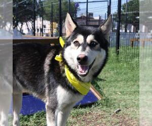 Siberian Husky Dogs for adoption in San Antonio, TX, USA