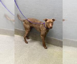 Black Mouth Cur-Unknown Mix Dogs for adoption in Las Vegas, NV, USA