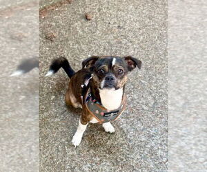 Chug Dogs for adoption in Bellevue, WA, USA