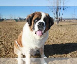 Saint Bernard Dogs for adoption in Boise, ID, USA